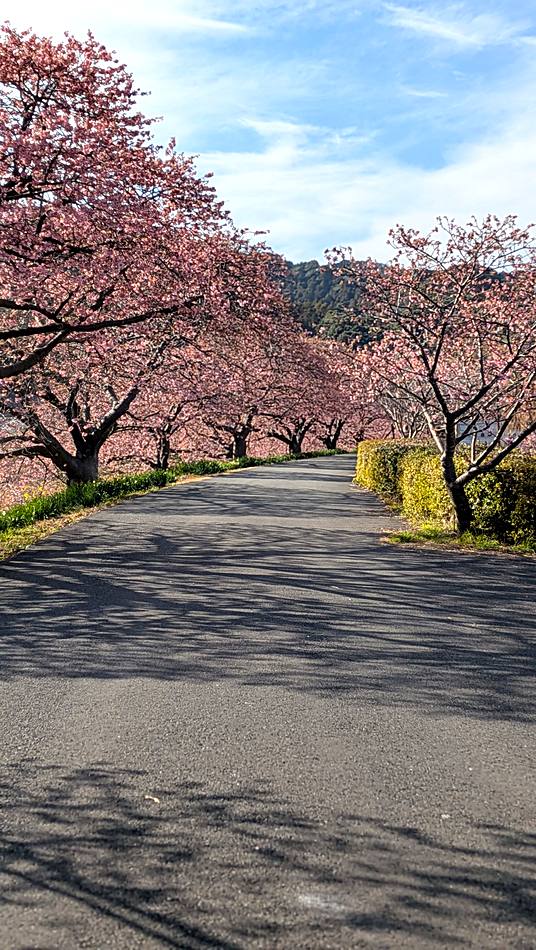 河津桜のトンネル
