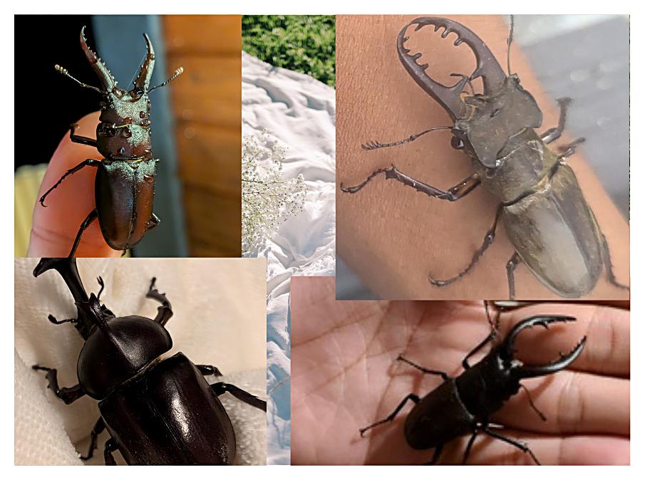 露天風呂に飛んでくるクワガタやカブトムシ