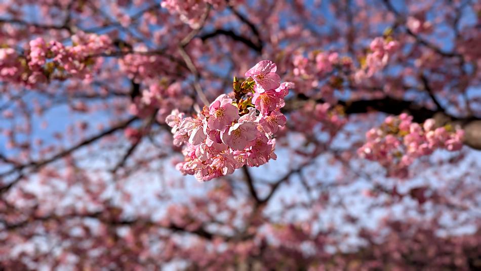 早咲きの土肥桜