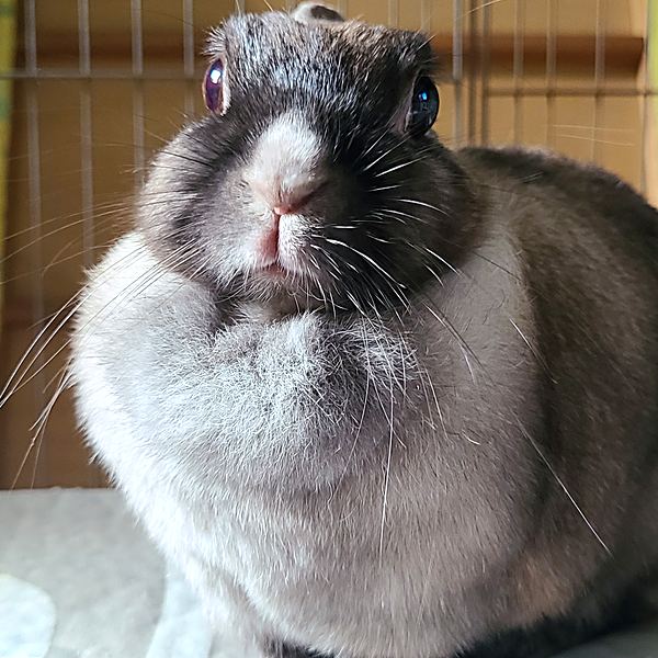 看板うさぎ